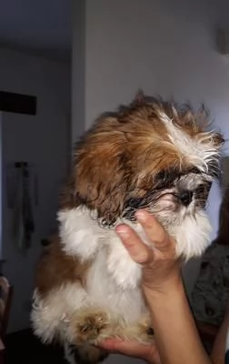 Cuccioli di shitzu (maschio e femmina)