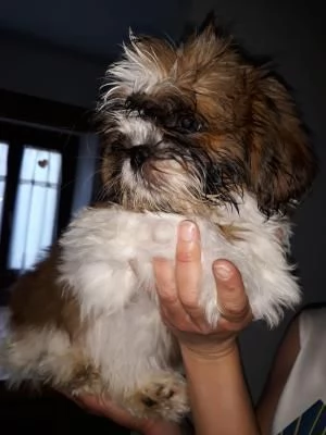 Cuccioli di shitzu (maschio e femmina) | Foto 1