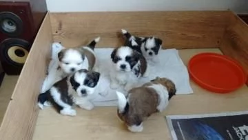 Cuccioli di shitzu (maschio e femmina) | Foto 0