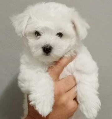 Cuccioli di Maltese taglia piccola