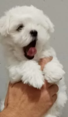 Cuccioli di Maltese taglia piccola | Foto 4