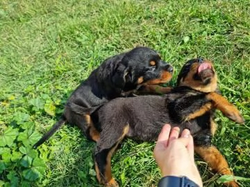 Vendo 7 bellissimi cuccioli di Rottweiler | Foto 4