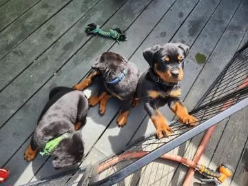 Vendo 7 bellissimi cuccioli di Rottweiler | Foto 3