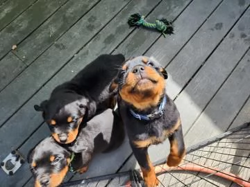 Vendo 7 bellissimi cuccioli di Rottweiler | Foto 2