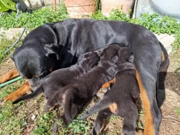 Vendo 7 bellissimi cuccioli di Rottweiler | Foto 1