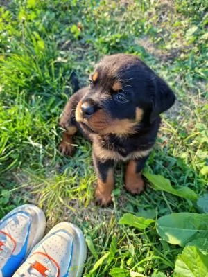 Vendo 7 bellissimi cuccioli di Rottweiler | Foto 0