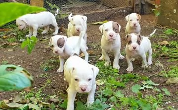 Cuccioli  Pitbull Red Nose