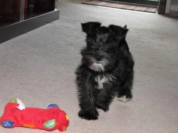 Cuccioli Schnauzer maschio e femmina | Foto 1