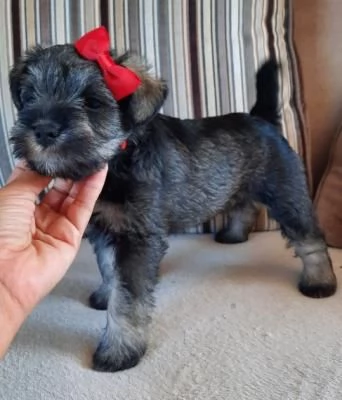 Cuccioli Schnauzer maschio e femmina | Foto 0