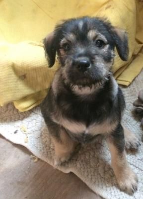 Schnauzer maschio e femmina!!! wow!!! | Foto 1