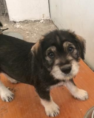 Schnauzer maschio e femmina!!! wow!!! | Foto 0