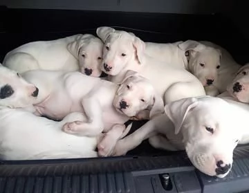 Disponibili cuccioli di Dogo Argentino | Foto 3