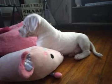 Disponibili cuccioli di Dogo Argentino | Foto 2