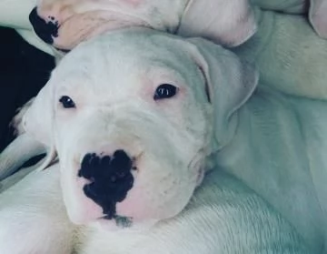 Disponibili cuccioli di Dogo Argentino | Foto 1