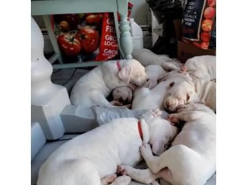 Disponibili cuccioli di Dogo Argentino