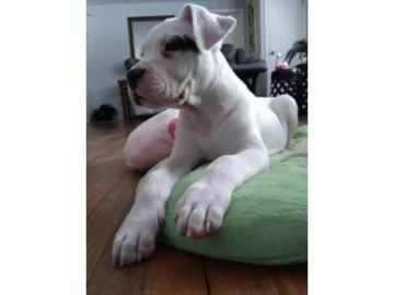 Disponibili cuccioli di Dogo Argentino | Foto 0