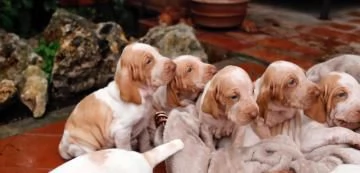 CUCCIOLONE DI BRACCO ITALIANO | Foto 4