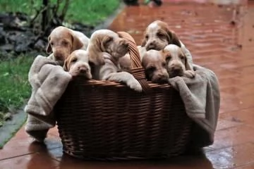 CUCCIOLONE DI BRACCO ITALIANO
