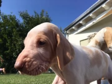 CUCCIOLONE DI BRACCO ITALIANO | Foto 3