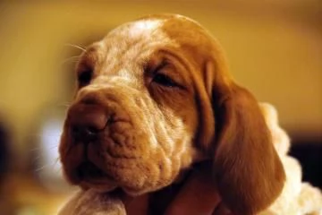 CUCCIOLONE DI BRACCO ITALIANO | Foto 2