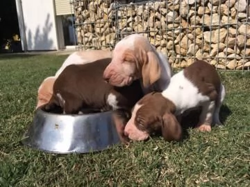CUCCIOLONE DI BRACCO ITALIANO | Foto 1