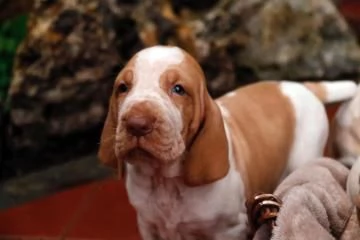 CUCCIOLONE DI BRACCO ITALIANO | Foto 0