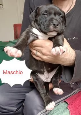 cucciolo american bully amstaff | Foto 0