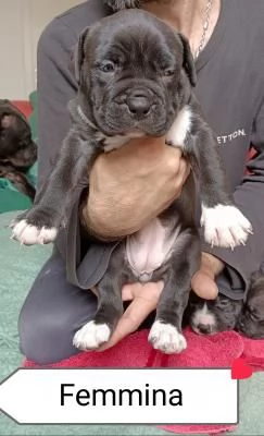 cucciolo american bully amstaff