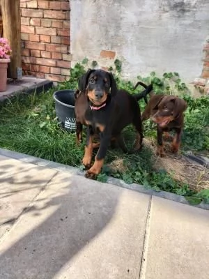 Disponibili cuccioli dobermann | Foto 3
