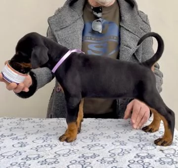 Disponibili cuccioli dobermann | Foto 2