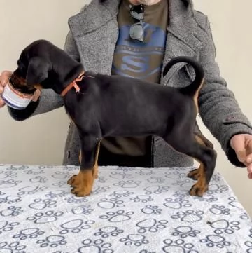 Disponibili cuccioli dobermann | Foto 1