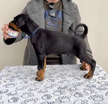 Disponibili cuccioli dobermann | Foto 0