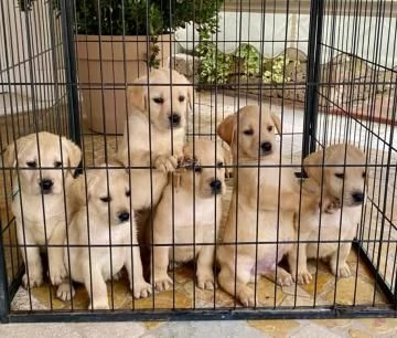 Labrador retriever cucciole bionde | Foto 1