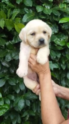 Labrador retriever cucciole bionde | Foto 7