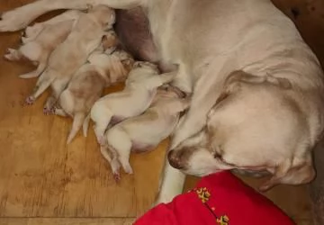 Labrador retriever cucciole bionde | Foto 6