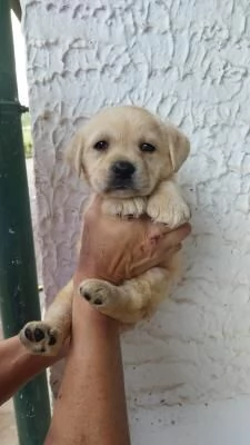 Labrador retriever cucciole bionde