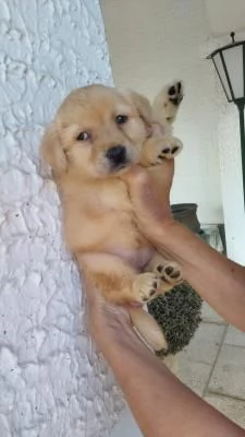 Labrador retriever cucciole bionde | Foto 1