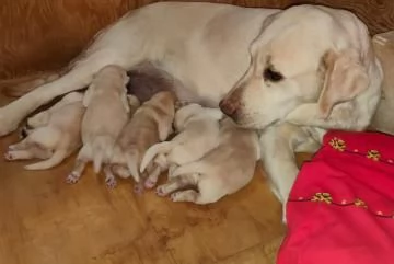 Disponibili cuccioli Labrador retriever cioccolato