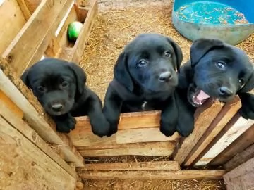 Vendo  cuccioli Labrador con pedigree, vaccino e microchip