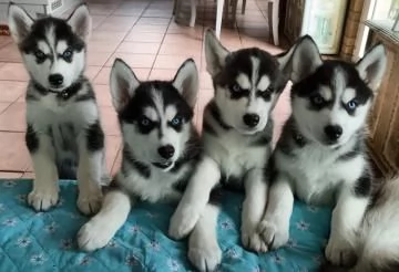 Cuccioli Siberian Husky, 3 Femmine 2 Maschi dispon.