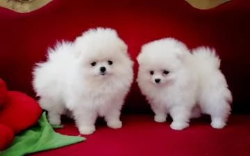 Spitz pomerania maschio e femmina | Foto 0