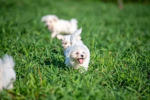 Cucciolo bianco di maltese toy con microchip | Foto 1