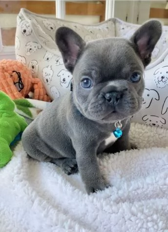 CUCCIOLI DI BOULEDOGUE - BULLDOG FRANCESE BLU | Foto 2