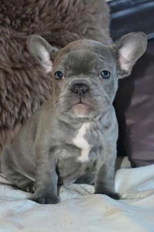 CUCCIOLI DI BOULEDOGUE - BULLDOG FRANCESE BLU | Foto 1