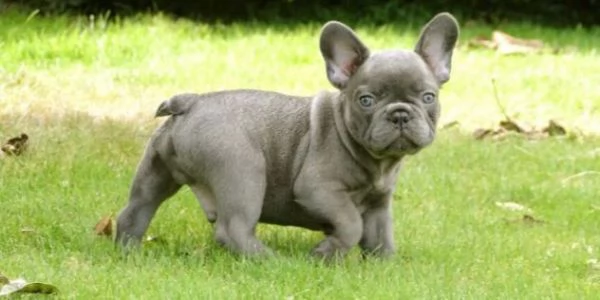 BULLDOG - BOULEDOGUE FRANCESE CUCCIOLI BLU | Foto 0