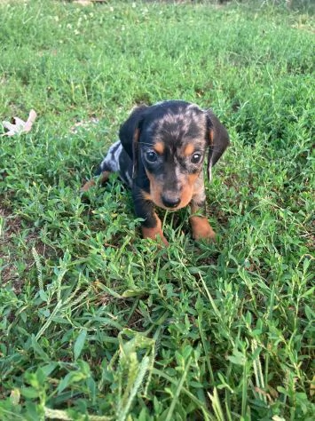 Bassotto nano - dachshund cuccioli