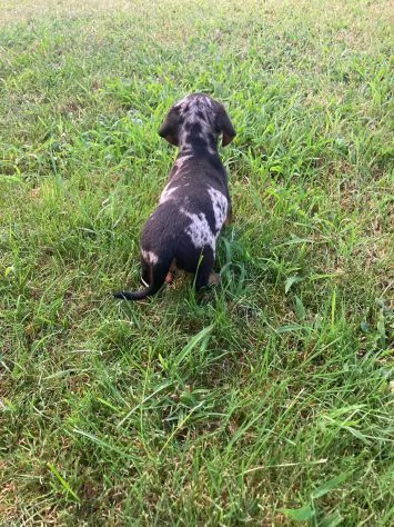 Bassotto nano - dachshund cuccioli | Foto 2