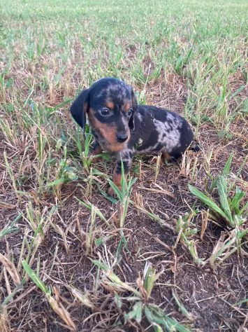 Bassotto nano - dachshund cuccioli | Foto 1