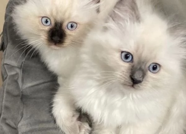 Bellissimi cuccioli di ragdoll, maschi e femmine, | Foto 0