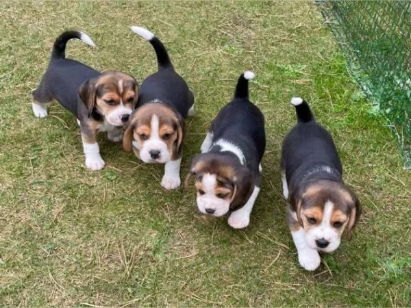 BEAGLE CUCCIOLI TRICOLORE